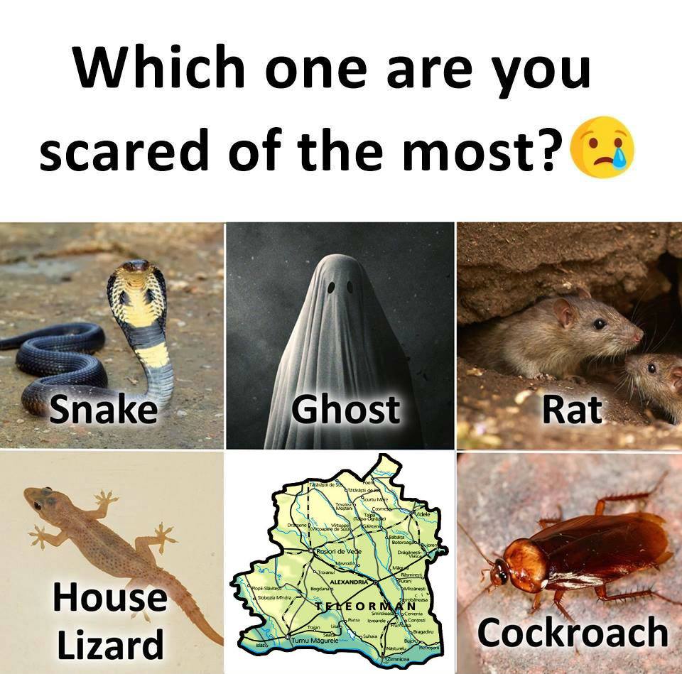 Which one are you scared of the most? Snake. Ghost. Rat. House Lizard. Teleorman. Cockroach