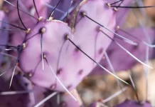 Impunerea libertarianismului